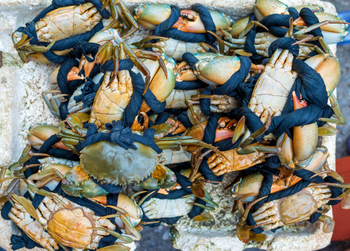 Fresh Crabs Premium Coastal Harvest With Excellent Shell Condition And Fresh Packed Delivery For Seafood Importers - TOSOH INTERNATIONAL - South Africa