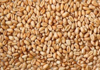 Feed Wheat Premium Quality Available At Discount Price For Wholesale Buyers - MASI TRADING GMBH - Germany