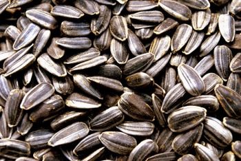 Premium Grade Sunflower Seeds for Crushing for Vegetable Oil Production and Consistent Performance from EAST LAND PROPERTIES Premium Grade Sunflower Seeds for Crushing for Vegetable Oil Production and Consistent Performance - EAST LAND PROPERTIES - Tanzania