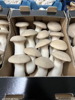 King Oyster Mushroom (Eringii) – Own Production - Borowczyk Group - Poland