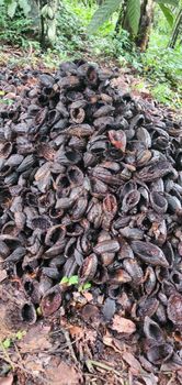 Cocoa Shell - Moanis Agribiz limited  - Nigeria