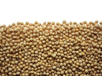 SOYBEANS from AFRIVET TRADING SERVICES SOYBEANS - AFRIVET TRADING SERVICES - South Africa