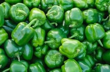 Green Capsicum (Export Quality from India) - AGROCARTE EXIM ENTERPRISES PVT LTD - India