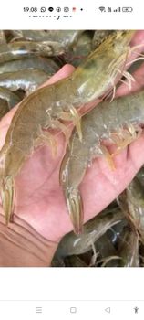 Shrimp Vanamei Origin Ambon Sea, Indonesia Packaging Details Plastic Box Salinity Condition Normal Salinity Storage Type Box with Refrigerator - PT Agrolink Nusa Internasional - Indonesia