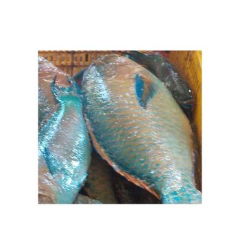 Frozen Seafood Parrot Fish for Wholesale Purchase Grade A Shape Block Style Fresh Weight (kg) 1 Variety Trout Type Raw - CV. PEMBANGUNAN SULAWESI - Indonesia