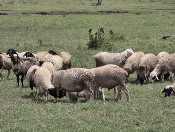 Live Dorper Sheep – Organic Pasture-Raised, Premium Rams & Ewes for Breeding or Slaughter - ORB GROUP - United States