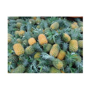 Newest Season Fresh Pineapples - Fresh without preservatives packing in carton net 10kg whosale in bulk from Vietnam - EXIMGROUP - Vietnam