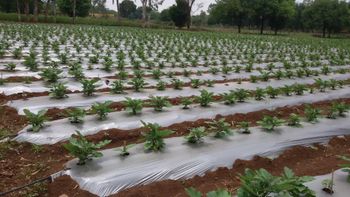 MULCHING FILM Shape Round Strength High Packaging Per Nos Uv Stability High Durability Excellent Elasticity Excellent Weed Control Effective - PARTH POLYWOVEN PVT LTD - India