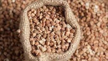 Grains Wheat Corn Oilseeds Barley Sorghum Buckwheat wheat - ROM BAU GMBH - Germany