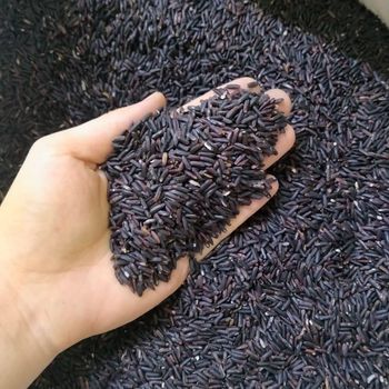 Vietnam Nutritious Jasmine Hard Long-Grain Rice Whole Grain Dried Wholesale Bulk OEM Private Label Healthy Food Export - EcoRoma GmbH - Germany