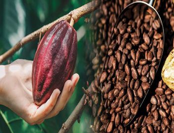 Cocoa Beans (Fermented & Dried) - Nuivita Essentials LLC - United Arab Emirates