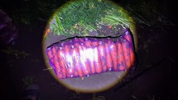 Fresh carrot medium size - Qingzhou Fengying Agricultural Technology Co., Ltd. - China