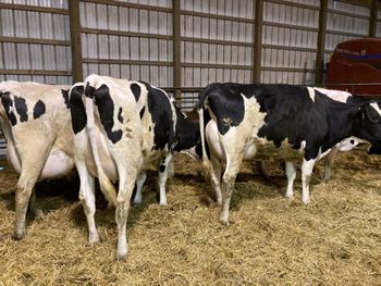 Premium Holstein Friesian Cows High Milk Production Healthy Breeding Stock Excellent Dairy Performance Wholesale Price A from CPW TRADE LTD Premium Holstein Friesian Cows High Milk Production Healthy Breeding Stock Excellent Dairy Performance Wholesale Price A - CPW TRADE LTD - United Kingdom