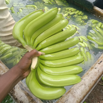 Fresh Banana from Al-Hyatt International Fresh Banana - Al-Hyatt International - India