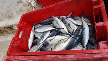 mackerel fish - BF GLOBAL TRADING (PTY) LTD - South Africa