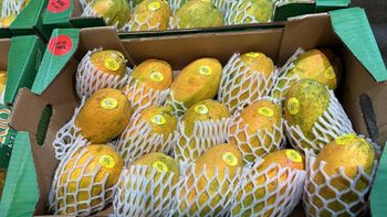 Mangoes, Avocados, Papaya, Chillies, Okra etc Mango Varieties Kesar, Alphonso, Banganpalli, Payari, Dasheri, Langda, - Veer Vista - India