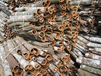 Whole Tube Cinnamon Roll Box Packaging Large Volume Bulk Wholesale/ Global Importers/ Affordable Price - Tinimex Company Limited - Vietnam