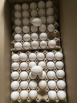Frischei M – product photo, Organic Fresh Eggs products found from trusted suppliers, wholesalers, manufacturers & exporters Listing