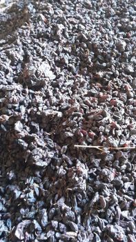 raisin for alcohol industrial Form Dried Type dried Grade industrial Origin Uzbekistan Product Type Raisins Texture Dried Fruits - Freeze Dried Fruit LTD - Uzbekistan