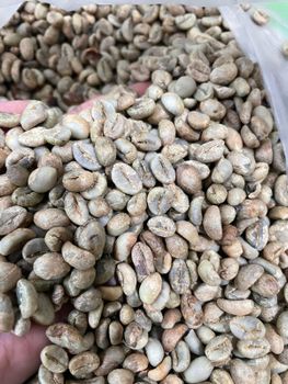 green beans Robusta