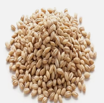 High Quality Malted Barley for Sale Grade A Type Barley Packaging Bag Place Of Origin Usa Max. Moisture (%) 13 - TRADE NEPAL LLC - United States