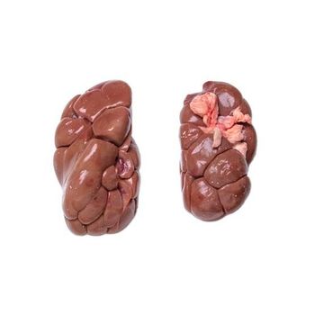 High Quality Halal Frozen Beef Kidney from Portugal - Halal Certified and Guaranteed - Exigentelaxia Unipessoal Lda - Portugal