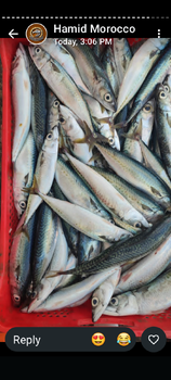 Frozen Mackerel from Sea Star Foodstuff Trading LLC Frozen Mackerel - Sea Star Foodstuff Trading LLC - Oman