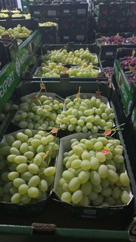 grapes fresh Type fresh Appearance Fresh Manufacturer Uzbekistan Shelf Life From Farm To Table Processing Method Freshly Picked - Freeze Dried Fruit LTD - Uzbekistan