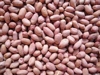 Peanut, Groundnuts Karnal (Bold, TJ, Java) Varieties Java, Tj, Bold Aflatoxin Status Aflatoxin-free Shell Option With Or Without - VARNI EXPORTS - India