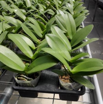 2.5inch Pot Real Indoor Plants Phalaenopsis Seedling Size Small Type Orchid Origin China Scent Odorless Use Fresh - ZHANGZHOU XIANGCHENG GREENHOME HORTICULTURE CO., LTD - China