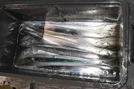Mackerel Fish from Zabs Holdings Mackerel Fish - Zabs Holdings - South Africa