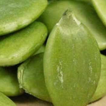 Premium Quality Organic Dried Food Grade Pumpkin Seeds 11mm-15mm for Sale Pumpkin Seed Kernels - VERTEX TRADING LIMITED - United Kingdom