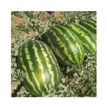 Hot Selling 100% Natural Sweet Watermelon Fruit Concentrate /Puree With 500g/1kg/10kg per bag Packaging -  CALIPSO POLSKA SP Z OO  - Poland