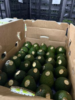 AVOCAT HASS DU MEXIQUE – product photo, Fresh Hass Avocado products found from trusted suppliers, wholesalers, manufacturers & exporters Listing