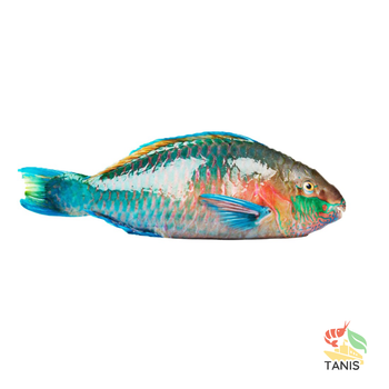 HOT SALE!! Frozen Parrot Fish Whole /Fillet IQF Vietnam Wholesale original price - TANIS IMPORT & EXPORT COMPANY LIMITED - Vietnam