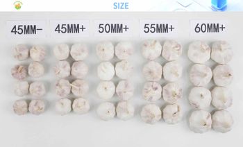 China Fresh Garlic from Top Fresh Way China Fresh Garlic - Top Fresh Way - China