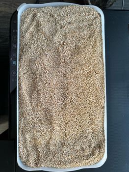 Premium  Sesame Seeds – product photo, Mixed Sesame Seeds products found from trusted suppliers, wholesalers, manufacturers & exporters Listing