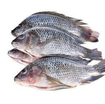 Frozen Whole Tilapia Fish Fresh Red Black Tilapia Grade A Flavor Mild Texture Tender Max. Moisture (%) 5 Type Frozen tilapia fish -  CALIPSO POLSKA SP Z OO  - Poland