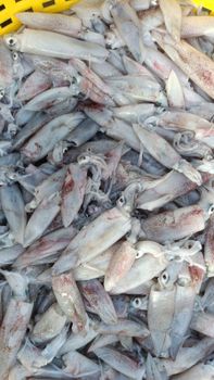 Squid - Intermas marketing - India