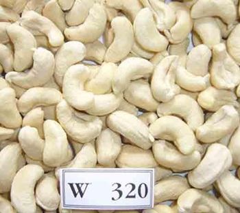 Hot Selling- Raw Cashew Nuts /Vietnamese Cashew Low Price - Wholesale Roasted Cashew Nut Export Free Taxes - Viva Holding Investment Consulting company limited - Vietnam