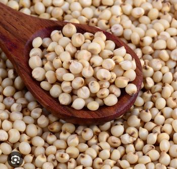 Sorghum - S K enterprises  - India
