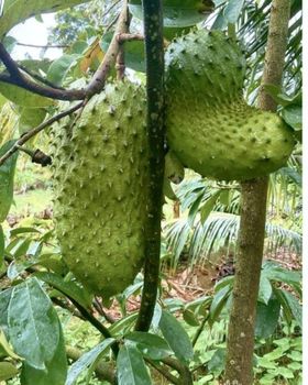 Soursop Quality High quality Place of Origin - Pt ragil jaya mandiri project - Indonesia
