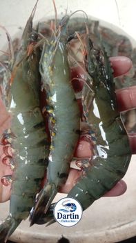 Tiger prawns size 13/15 from Dartin Fisheries Tiger prawns size 13/15 - Dartin Fisheries - Indonesia