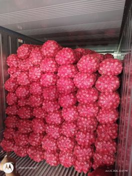 Indian Onion - TL GENERAL TRADING LLC - United Arab Emirates