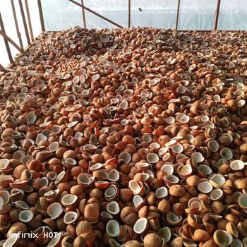 Copra Edible from Indcocopro Copra Edible – product photo, Organic Coconut Oil products found from trusted suppliers, wholesalers, manufacturers & exporters Listing