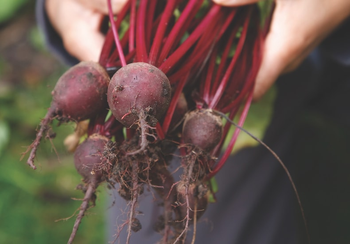 Fresh Red Beetroot Premium Quality Farm Fresh Beet Roots Bulk Wholesale Fresh Vegetables - senesie mfg llc - United States