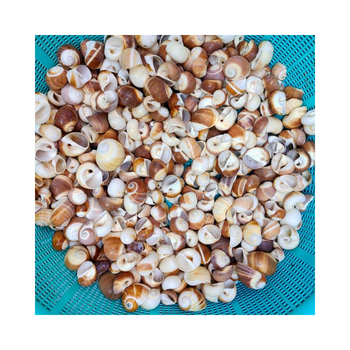 Hot Selling Collectors' Choice: Bulk Vietnamese Small Seashells Sea Shells at a Wholesale Price Many types of Sea Shells - 99 GOLD DATA - Vietnam