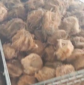 Frozen Coconut from Golden Trade Indonesia Frozen Coconut - Golden Trade Indonesia - Indonesia