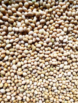 SOYA BEANS Origin Nigeria Packaging 50 kg Ash Content Low Heat Output High Burn Time Long-lasting Smoke Emission Minimal - NAMU GLOBAL LTD - Nigeria