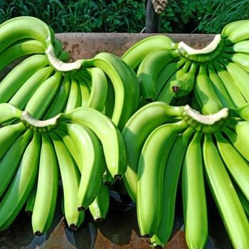 g9 banana from pmb international g9 banana – product photo, G9 Banana products found from trusted suppliers, wholesalers, manufacturers & exporters Listing